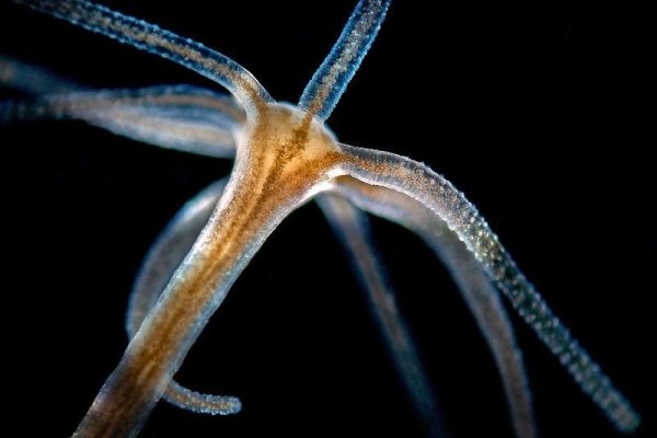 Kraken торговая площадка ссылка