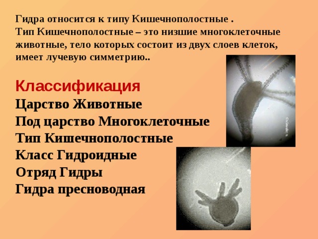 Гидра и кракен